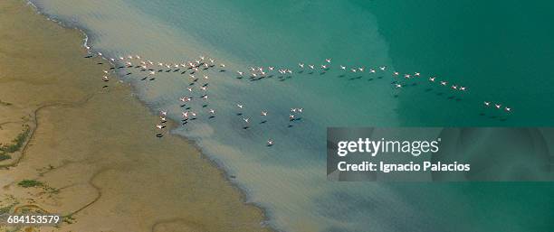 marismas del guadalquivir and flamingos - seville landscape stock pictures, royalty-free photos & images