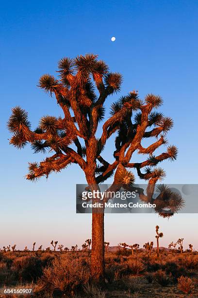 joshua tree at sunrise, california, usa - joshua tree stock pictures, royalty-free photos & images