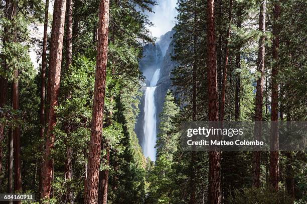 lower yosemite fall and forest, yosemite np, usa - yosemite national park ストックフォトと画像