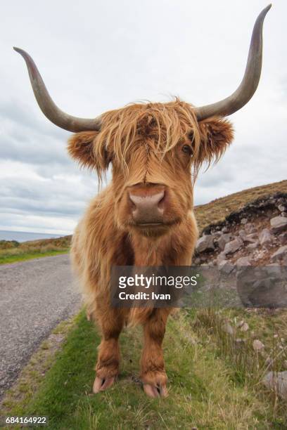closeup of highland cow on grassy field with super wide, fish eye lens,  (funny perspective with wideangle) - highland cow stockfoto's en -beelden