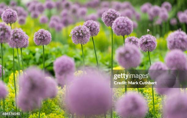 The Great Broad Walk Borders at Kew Gardens which Prince Charles, Prince of Wales viewed on May 17, 2017 in London, England.