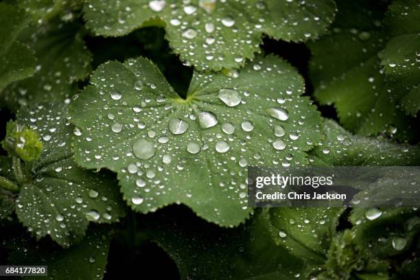 Rain drops on leaves during a visit by Prince Charles, Prince of Wales at Kew Gardens on May 17, 2017 in London, England.