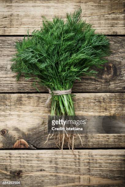fresh organic dill over wooden background - dill fotografías e imágenes de stock