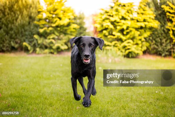 labrador is running - geöffneter mund stockfoto's en -beelden