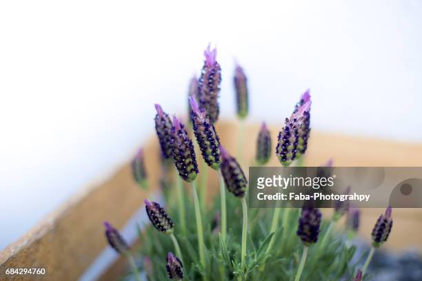 butterfly lilac - blüte stockfoto's en -beelden