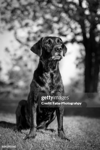 labrador retriever - tierkörper stockfoto's en -beelden