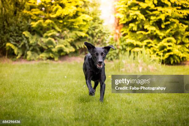 running dog - tierthema stock pictures, royalty-free photos & images