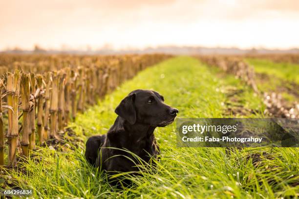 relaxing dog - tiere bei der jagd 個照片及圖片檔