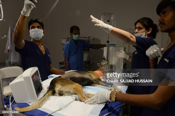 In this photograph taken on April 24 Indian vet Shabeen and colleagues perform dialysis treatment on pet dog Chabhi at the Renalvet clinic for...