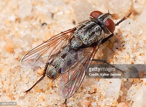flesh fly (senotainia albifrons) - mosca de la carne fotografías e imágenes de stock