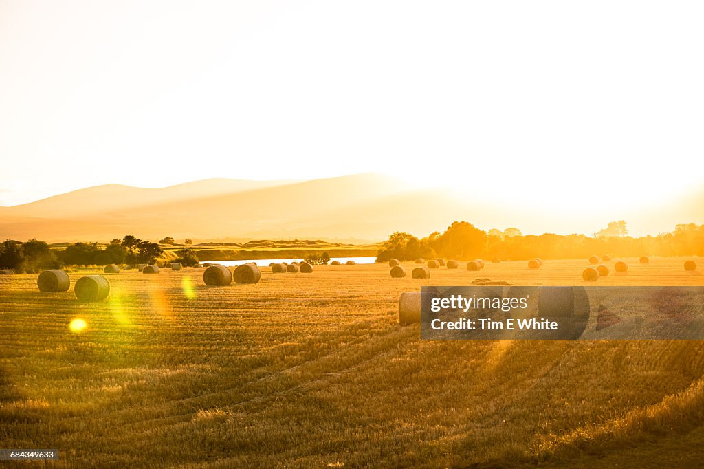 Wheat field near Dornoch, North Scotland, UK