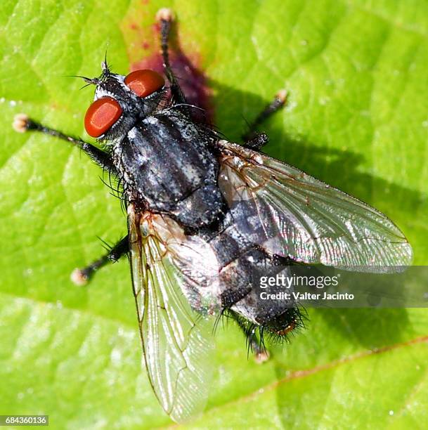flesh fly (sarcophaga sp.) - mosca de la carne fotografías e imágenes de stock