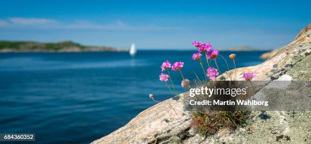 tussock van zuinigheid en witte zeilen - sweden stockfoto's en -beelden