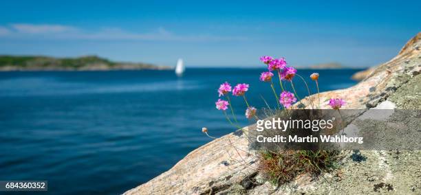 tussock of thrift and white sails - sverige stock pictures, royalty-free photos & images
