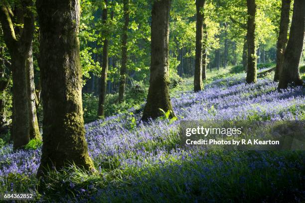 soft morning light in a bluebell wood in wales - bluebell wood fotografías e imágenes de stock