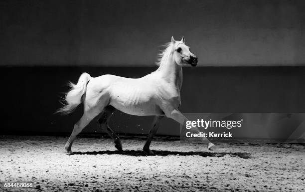cavallo bianco trotto orgoglioso alla luce - trotto-andatura-animale foto e immagini stock