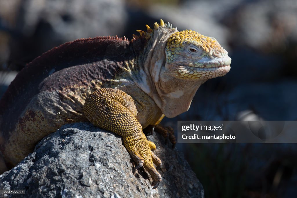 Land iguana