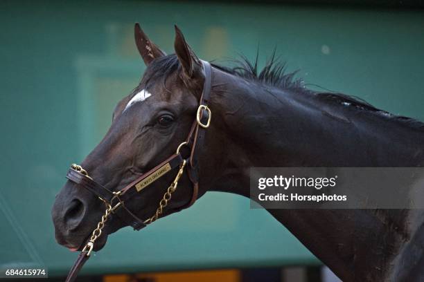 Kentucky Derby winner Always Dreaming gets a bath following a jog in preparation for the Preakness Stakes at Pimlico Race Course on May 18, 2017 in...