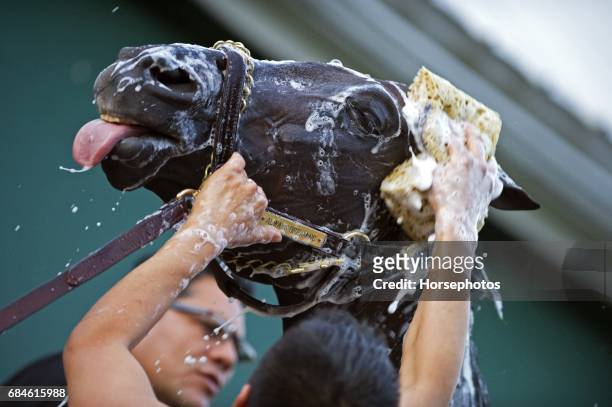 Kentucky Derby winner Always Dreaming gets a bath following a jog in preparation for the Preakness Stakes at Pimlico Race Course on May 18, 2017 in...