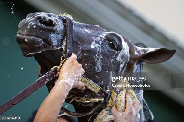 Kentucky Derby winner Always Dreaming gets a bath following a jog in preparation for the Preakness Stakes at Pimlico Race Course on May 18, 2017 in...