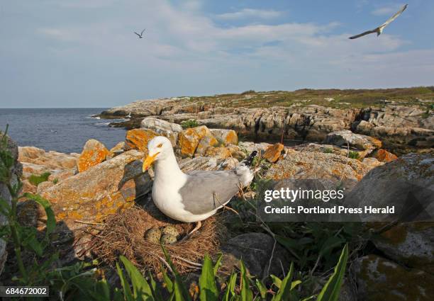 Appledore Island Photos and Premium High Res Pictures Getty Images