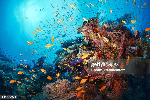 scuba diver is exploring and enjoying coral reef  sea life  sporting women - sea life stock pictures, royalty-free photos & images