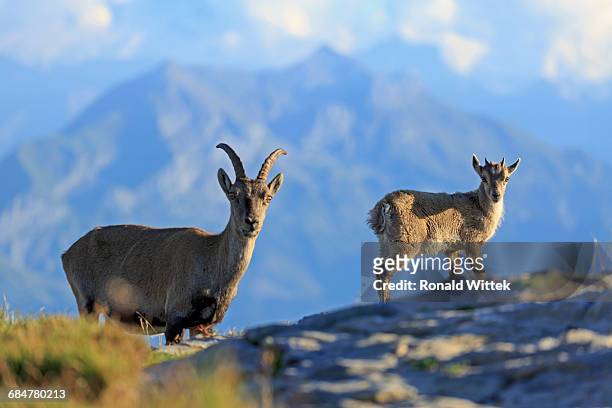 alpine ibex - steinbock foto e immagini stock
