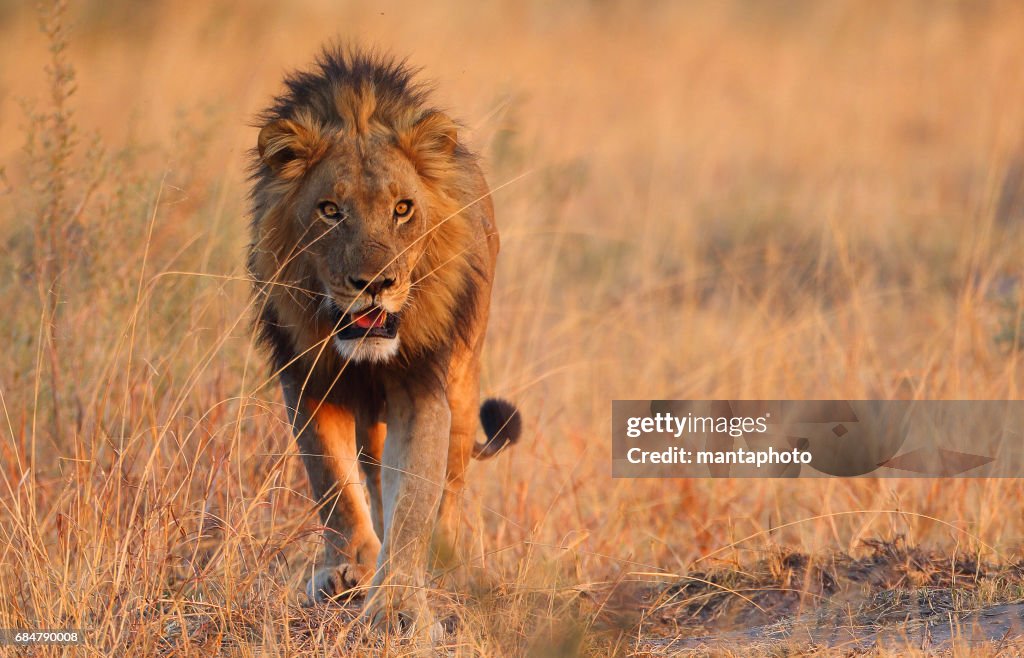 Male lion