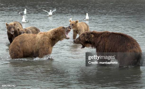grizzly bears - kodiak brown bear stock pictures, royalty-free photos & images