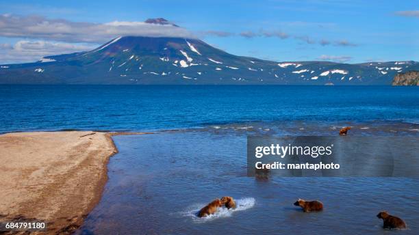grizzly bears catching salmon - kodiak brown bear stock pictures, royalty-free photos & images