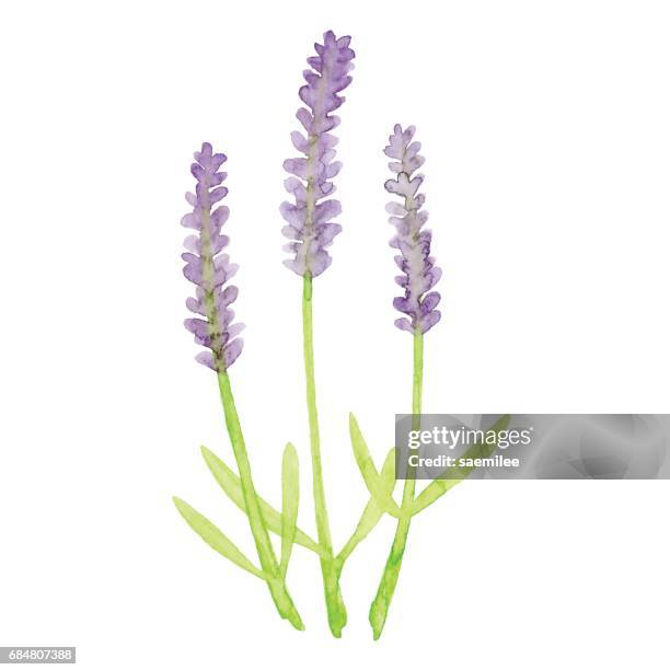 watercolor lavender flowers - herbs stock illustrations