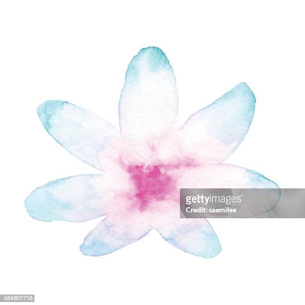 illustrazioni stock, clip art, cartoni animati e icone di tendenza di colore acquerello fiore blu e rosa - lily