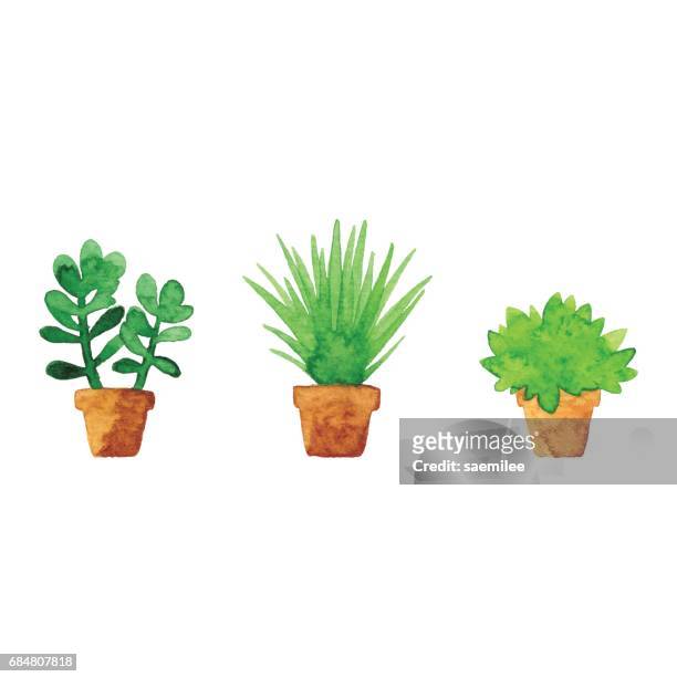 illustrazioni stock, clip art, cartoni animati e icone di tendenza di acquerello piccole piante in vaso - piante grasse