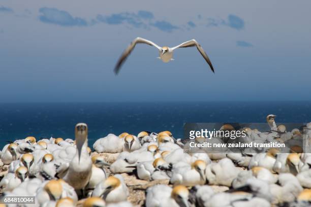 adult australasian gannet landing in a crowded breeding colony - cape kidnappers gannet colony stock pictures, royalty-free photos & images