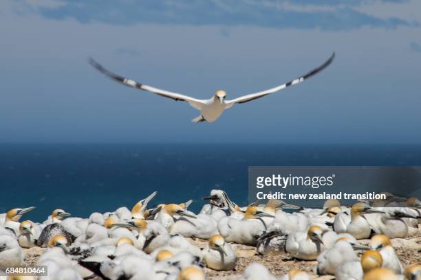 adult australasian gannet landing in a crowded breeding colony - cape kidnappers gannet colony stock pictures, royalty-free photos & images