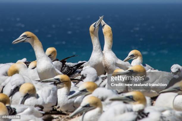 adult australian gannet pair greeting each other - cape kidnappers gannet colony stock pictures, royalty-free photos & images