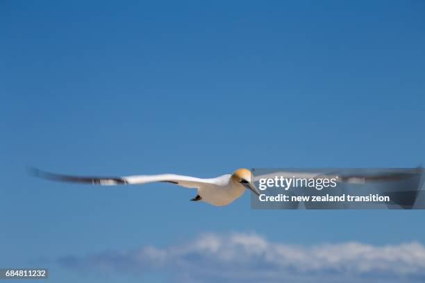 adult australasian gannet in flight - cape kidnappers gannet colony stock pictures, royalty-free photos & images