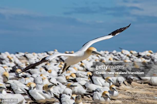 adult australasian gannet taking off in a crowded breeding colony - cape kidnappers gannet colony stock pictures, royalty-free photos & images