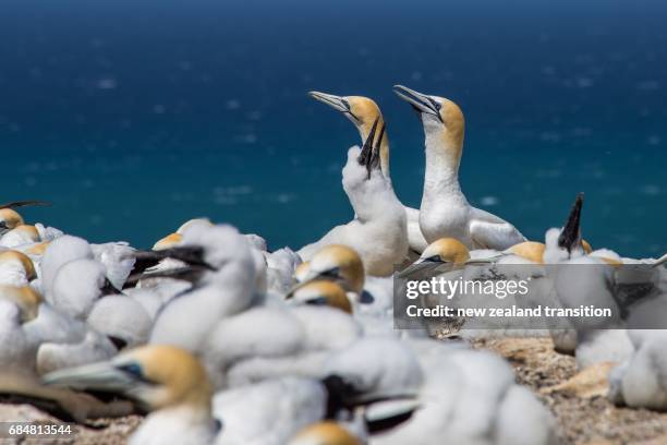 young australian gannet with the parent - cape kidnappers gannet colony stock pictures, royalty-free photos & images