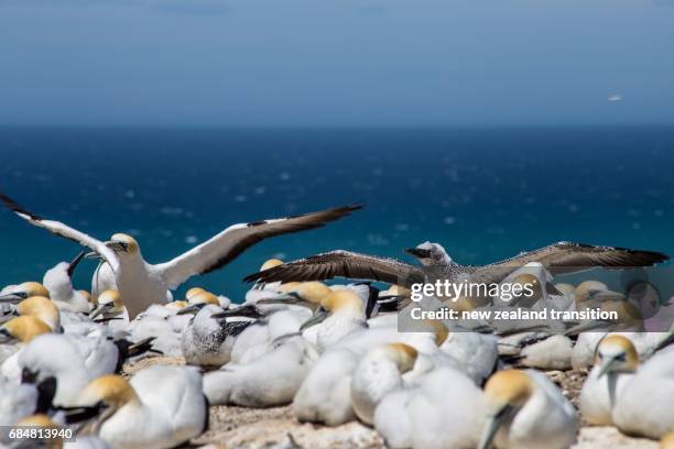 young australian gannet practicing flying by flipping wings - cape kidnappers gannet colony stock pictures, royalty-free photos & images