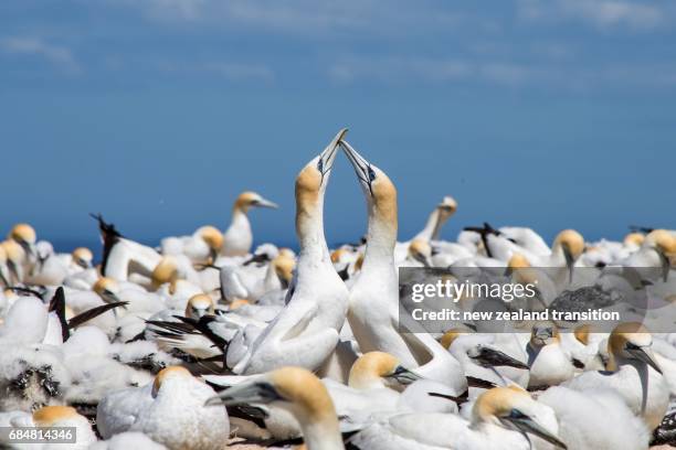 adult australian gannet pair greeting each other - cape kidnappers gannet colony stock pictures, royalty-free photos & images