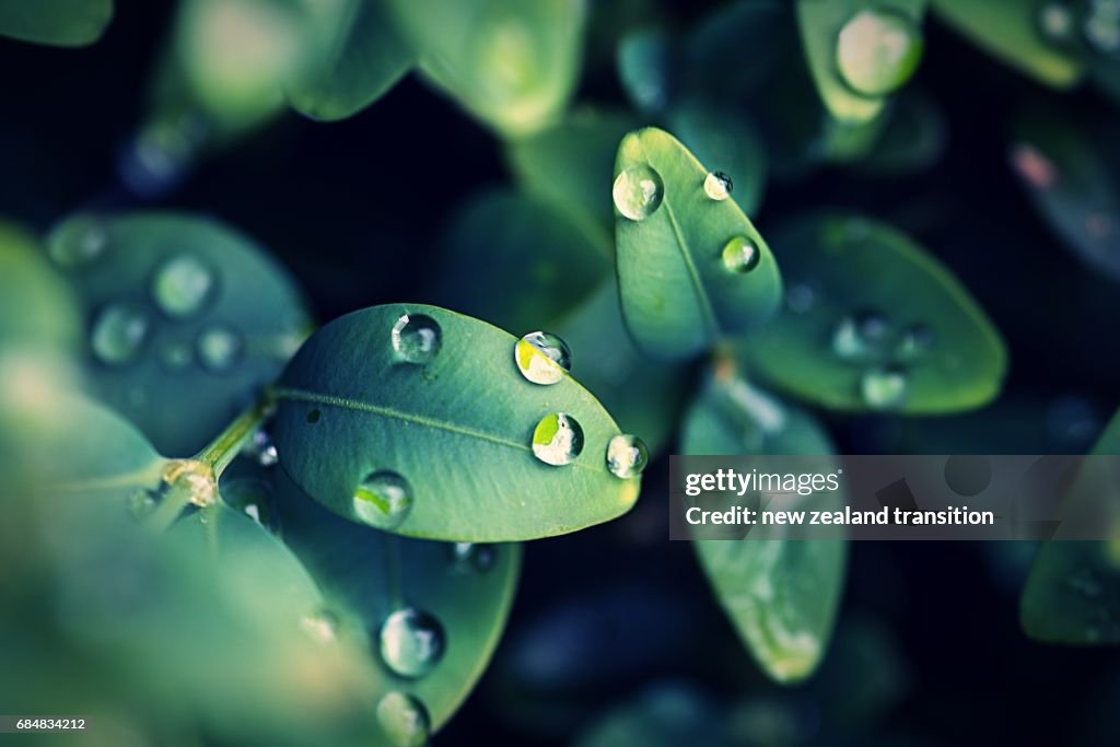 Raindrops on the green leaf closeup