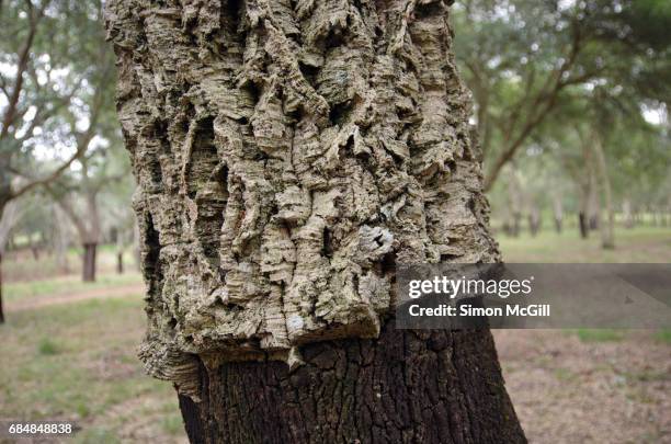 quirky moments - cork tree stock pictures, royalty-free photos & images