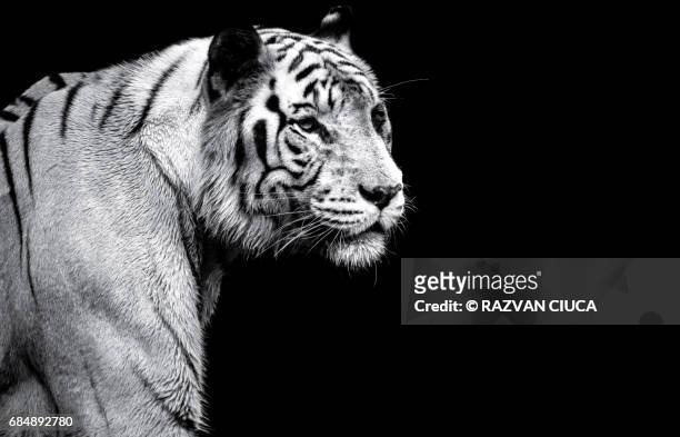 white tiger - endangered species stock pictures, royalty-free photos & images