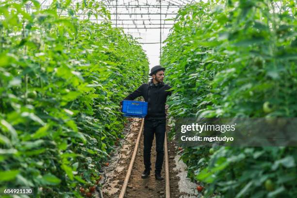 tomatoes growing in a greenhouse - aggregation stage stock pictures, royalty-free photos & images