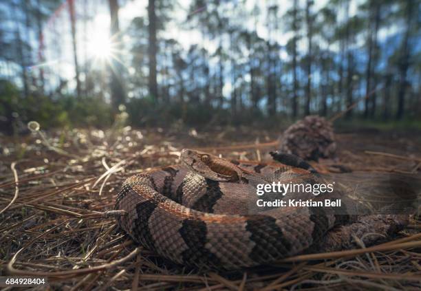 wild timber rattlesnake (crotalus horridus) in pine woodland habitat - rattlesnake stock pictures, royalty-free photos & images