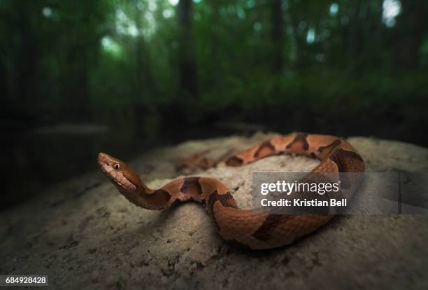 wild southern copperhead snake (agkistrodon contortrix) in north florida - copperhead 個照片及圖片檔