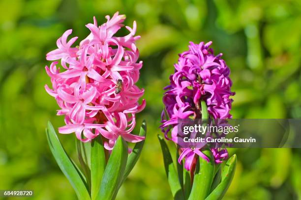 the hyacinths - hyacinth stock pictures, royalty-free photos & images