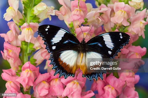 hypolimnas dexithea butterfly on snapdragon - gladiator butterfly stock pictures, royalty-free photos & images