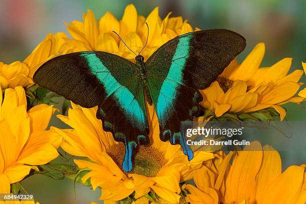 asian swallowtail butterfly papilio blumei - emerald swallowtail stockfoto's en -beelden